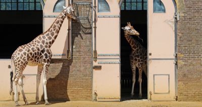 Rescue package announced for zoos and aquariums in England